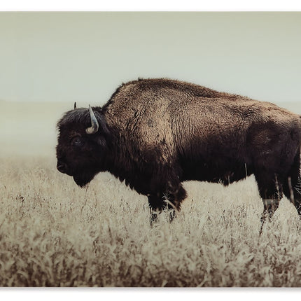 Brutus - Wall Art - Sepia